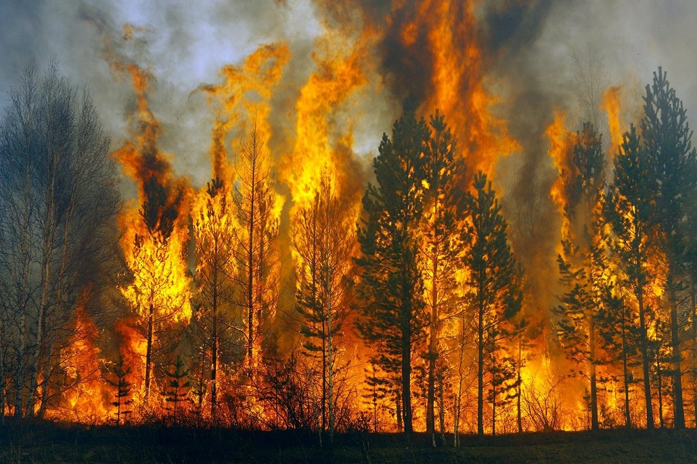 Как делать бизнес на лесных пожарах с помощью инновационных технологий и выгодно ли это в России