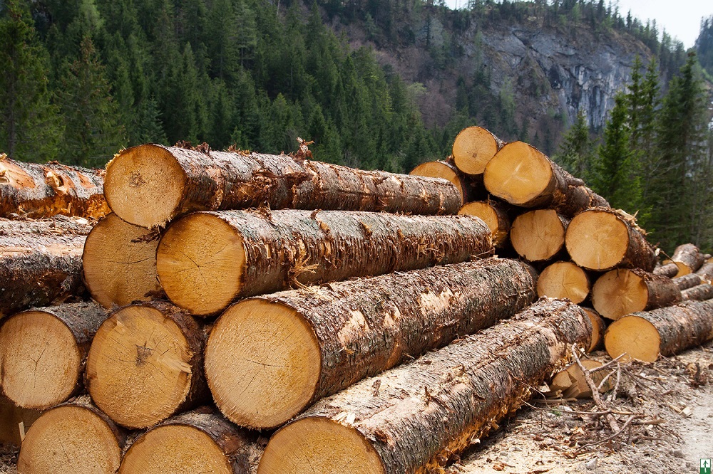 С 1 июля в России введена пошлина на экспорт необработанной древесины 